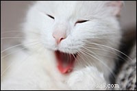 Slechte adem bij katten – Huisdiertip 189
