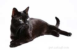 黒猫–ペットのヒント170