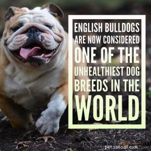 Är den engelska bulldoggen en av världens ohälsosammaste raser?