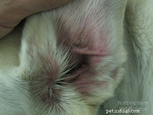 Externa otit hos hund:öroninfektioner och inflammation