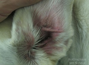 Otite externa canina:infecções e inflamações do ouvido