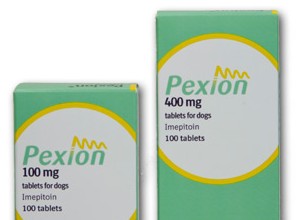 개 특발성 간질의 새로운 치료법:Pexion