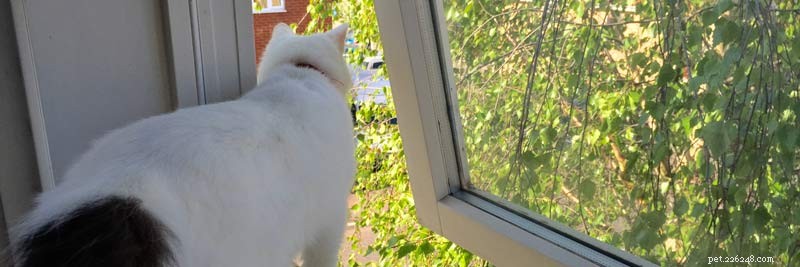 Högväxtsyndrom hos katter:varför öppna fönster kan vara farliga