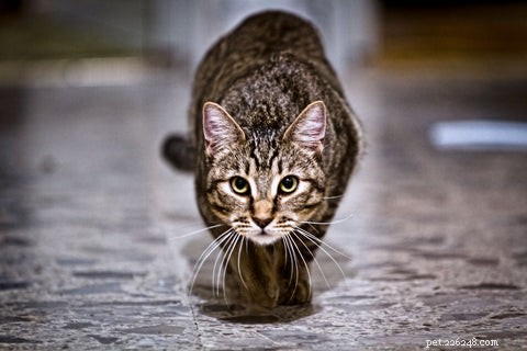 Une alimentation saine pour les chats :FAQ sur la meilleure nourriture humide pour chats