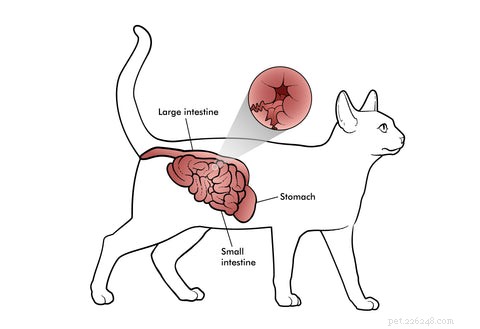 Beste voer voor katten met IBD