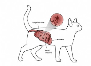 IBDの猫のための最高の食べ物 