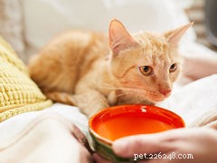 고양이 탈수:고양이가 물을 충분히 마시고 있습니까?