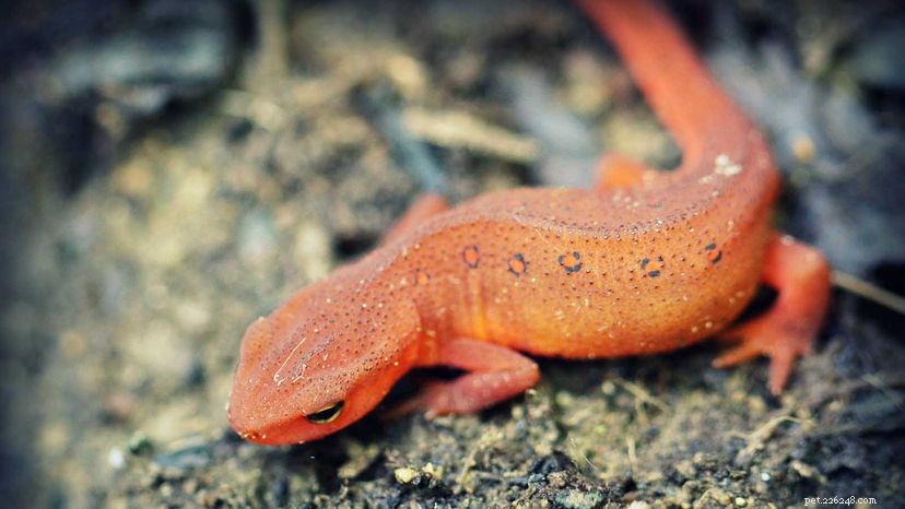 Vad är skillnaden mellan en Newt och Salamander?