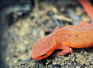 Vad är skillnaden mellan en Newt och Salamander?