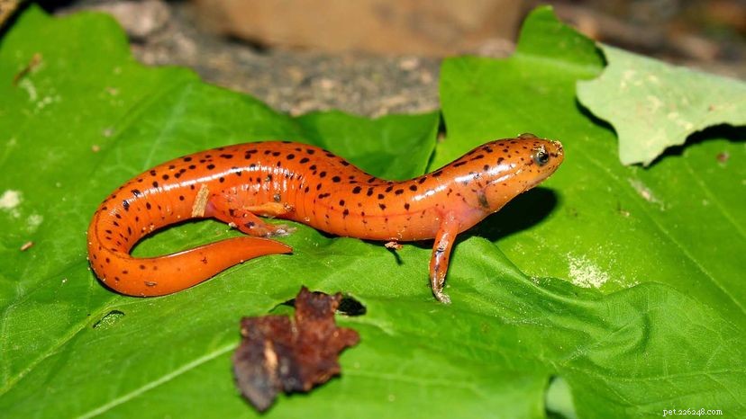Qual ​​é a diferença entre uma salamandra e uma salamandra?