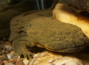 Obrovský Hellbender Salamander neboli vydra vydra potřebuje naši pomoc