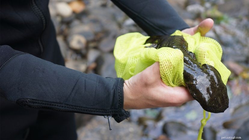 Den enorma Hellbender Salamander, eller Snot Otter, behöver vår hjälp
