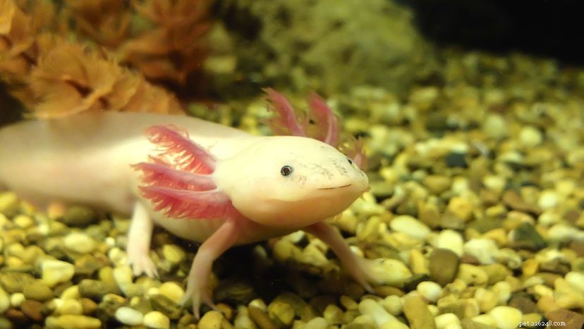 Mexikansk salamander kan hålla nyckeln till ryggmärgsförnyelse hos människor