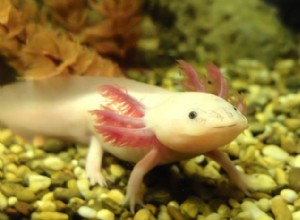 La salamandra messicana potrebbe contenere la chiave per la rigenerazione del midollo spinale negli esseri umani