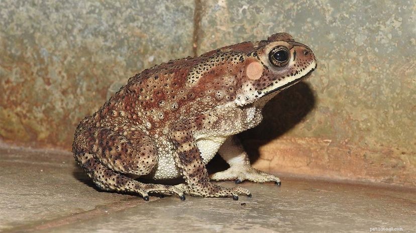 Токсичная жаба угрожает биоразнообразию Мадагаскара