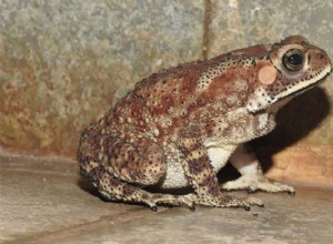 마다가스카르의 생물다양성을 위협하는 독성 두꺼비