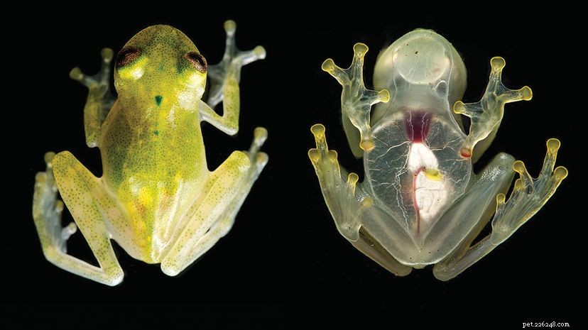 La nuova specie di rana di vetro è così trasparente che puoi vederne il cuore