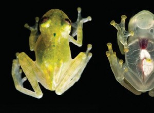 Nový druh skleněné žáby je tak průhledný, že můžete vidět jeho srdce