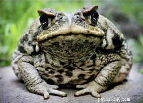 Тростниковая жаба:факты и фотографии