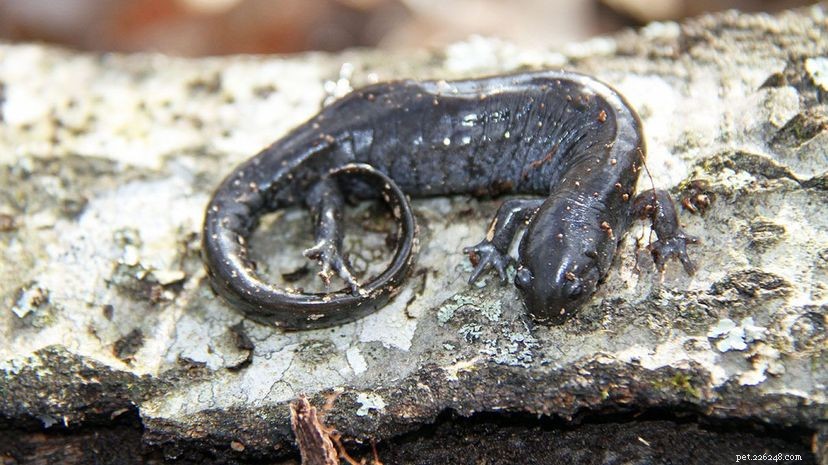 Некоторые саламандры преодолевают невероятные расстояния, чтобы спариваться