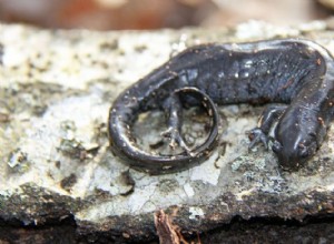 Sommige salamanders zullen ongelooflijke afstanden afleggen naar hun partner
