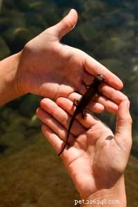 Como as salamandras podem regenerar partes do corpo?