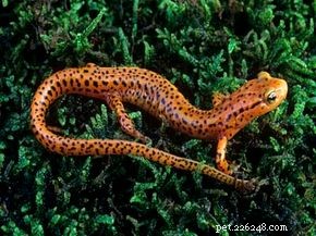 Как саламандры могут заново отращивать части тела?