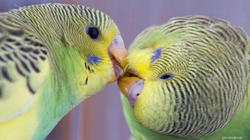 I pappagallini sono super social e sono ottimi animali domestici