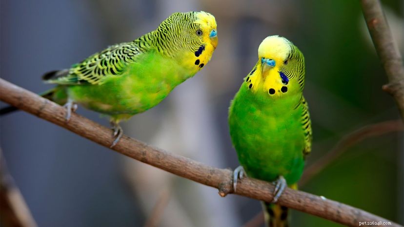 I pappagallini sono super social e sono ottimi animali domestici