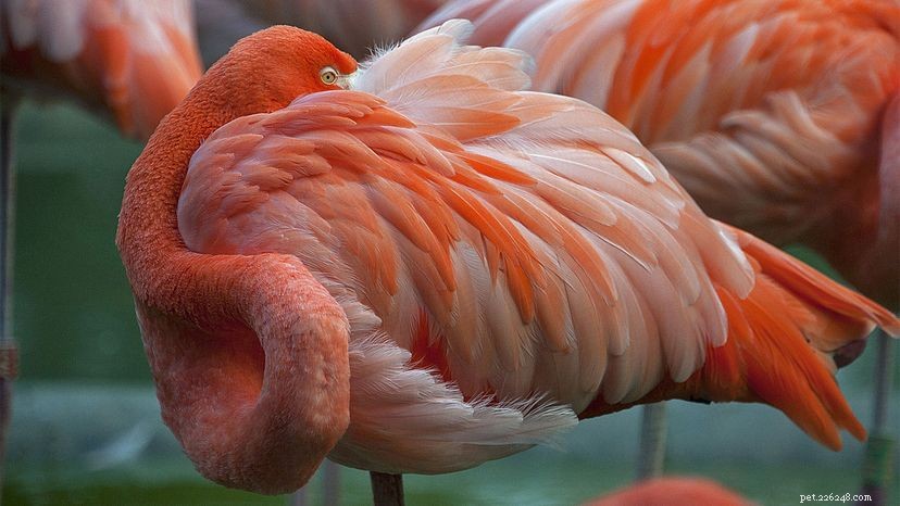 Flamingorumps producerar rouge för att primpa rosa fjäderdräkt
