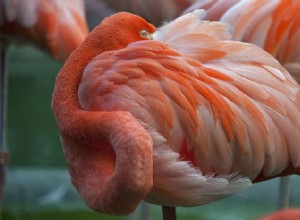 フラミンゴランプはルージュを生成してピンクの羽毛をプリムします 