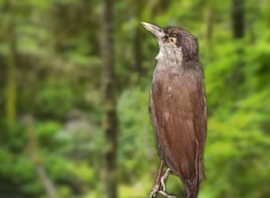 The Black-brow Babbler, Once Thought Extinct, Is Back