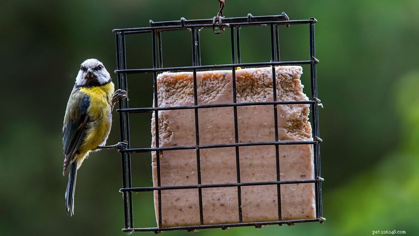 Por que o sebo é usado na alimentação de pássaros?