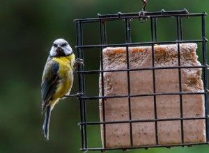 Почему почечное сало используется в кормах для птиц?