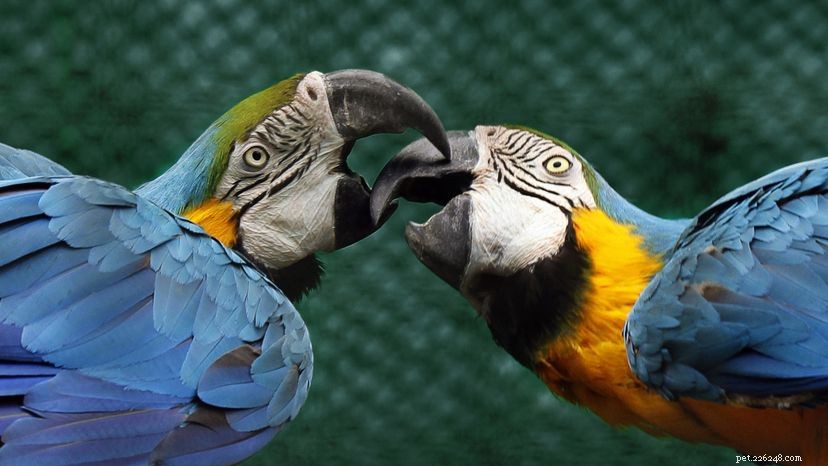 Ano, papoušci umějí mluvit (a říkat špatná slova!)