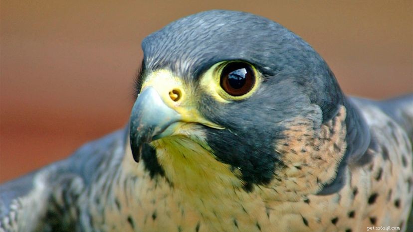 Le faucon pèlerin rapide et furieux est une machine de chasse en vol