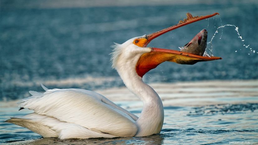 Um bico de pelicanos aguenta mais do que sua barriga?