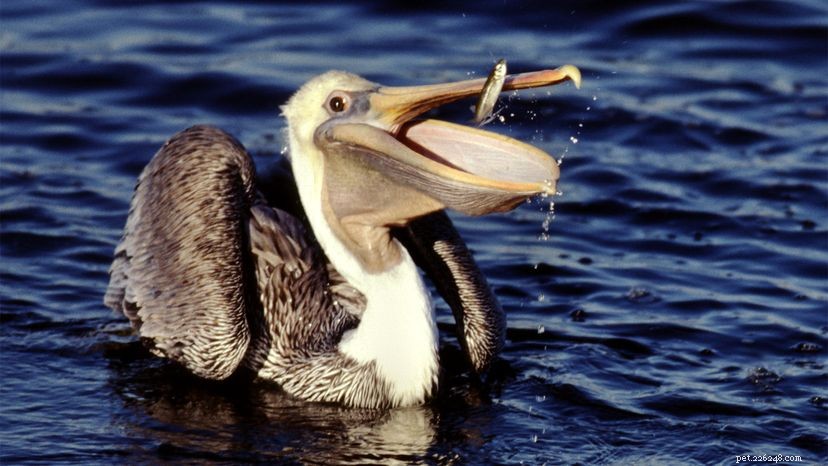 Um bico de pelicanos aguenta mais do que sua barriga?