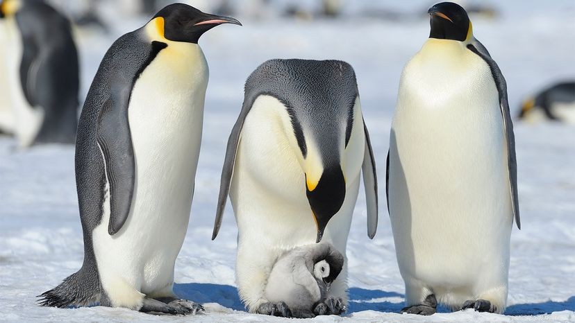 Пингвины:моногамные птицы в смокингах, летающие под водой