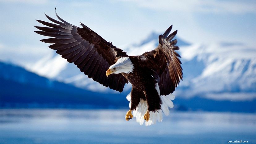 As águias americanas não são realmente carecas, além de 6 outros fatos