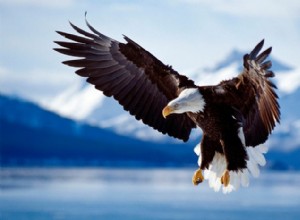 As águias americanas não são realmente carecas, além de 6 outros fatos