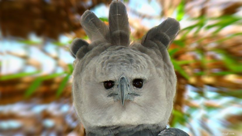 The Harpy Eagle:Terrifying Apex Predator eller Creepy Halloween Costume?