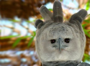 The Harpy Eagle:Terrifying Apex Predator eller Creepy Halloween Costume?