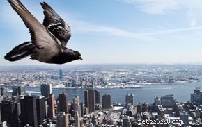 5 příběhů poštovního holuba