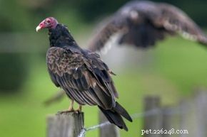 Avvoltoio turco