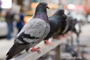 Rock Dove（Rock Pigeon）