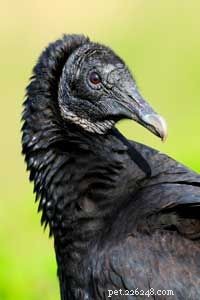 Por que é uma má ideia assustar um abutre?
