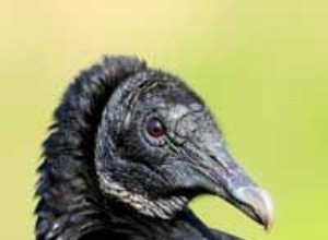 Por que é uma má ideia assustar um abutre?
