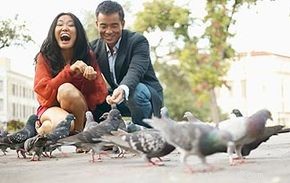 10 mythes sur les pigeons