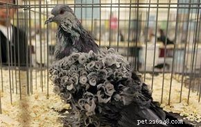 10 mythes sur les pigeons